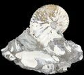 Iridescent Discoscaphites Ammonite - South Dakota #44044-1